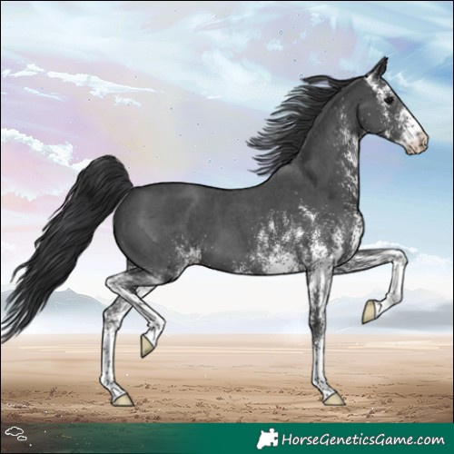 Horse Color:White Spotted Black