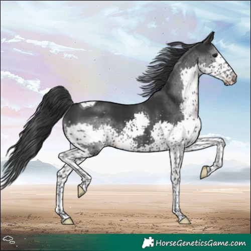 Horse Color:Black Splash Tobiano 