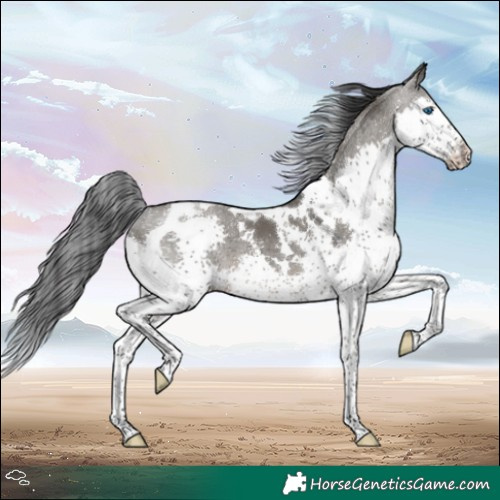 Horse Color:Grullo Splash Tobiano