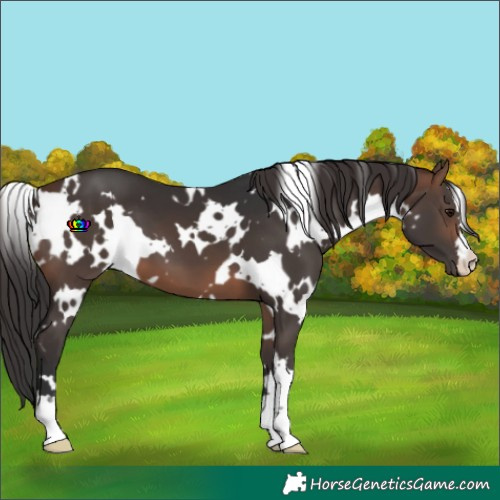 Horse Color:White Spotted Brown 
