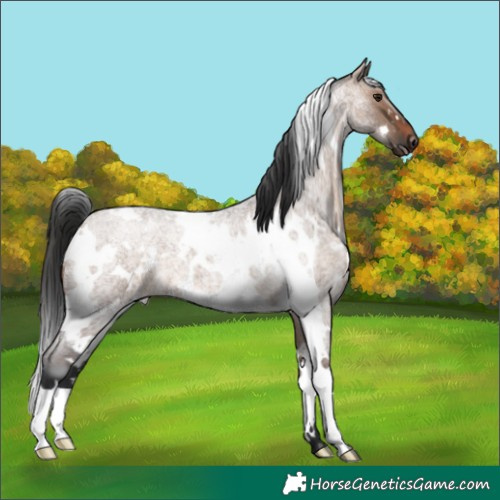 Horse Color:White Spotted Brown Roan Dun 