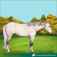 Horse Color:Silver Bay Roan Dun Sabino