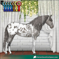 Horse Color:White Spotted Grullo Tobiano Appaloosa Rabicano
