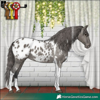 Horse Color:White Spotted Grullo Tobiano Appaloosa Rabicano