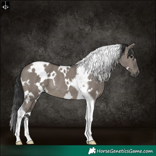 Horse Color:White Spotted Grullo Tobiano Rabicano 