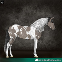 Horse Color:White Spotted Grullo Tobiano Rabicano 