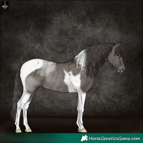Horse Color:Grullo Tobiano Varnish Rabicano 
