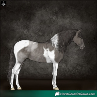 Horse Color:Grullo Tobiano Varnish Rabicano 