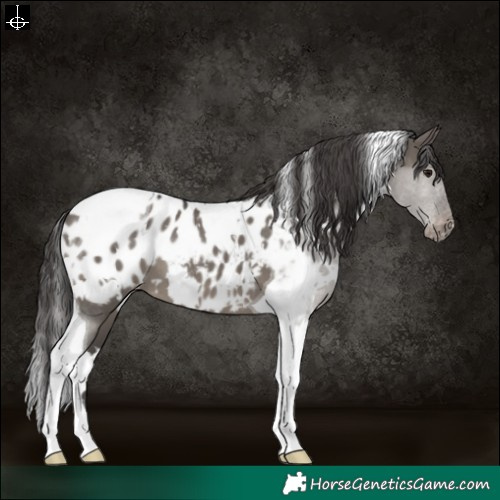 Horse Color:White Spotted Grullo Tobiano Near Leopard 