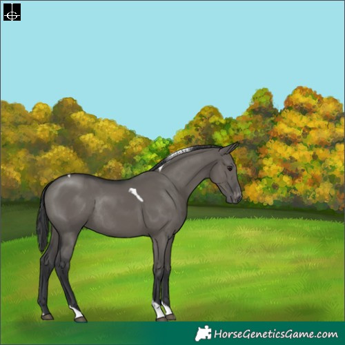 Horse Color:Grullo Tobiano Varnish Rabicano 