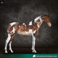Horse Color:White Spotted Brown Tobiano Appaloosa Rabicano
