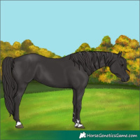 Horse Color:Smoky Black 