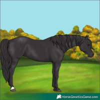 Horse Color:Smoky Black 