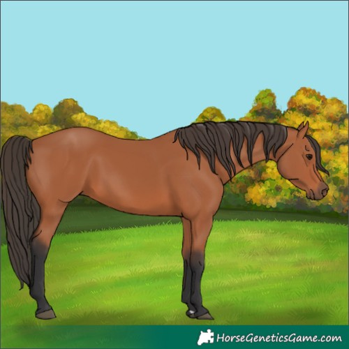 Horse Color:Bay 