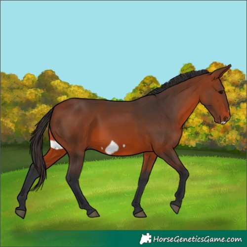Horse Color:Bay Frame