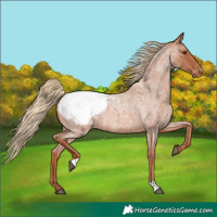Horse Color:Red Roan Appaloosa