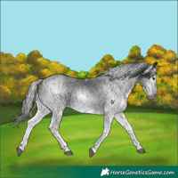 Horse Color:Gray White Spotted Black and Gray White Spotted Black
