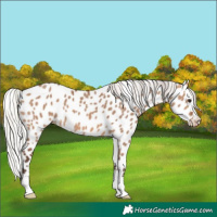 Horse Color:Silver Brown Dun Leopard 