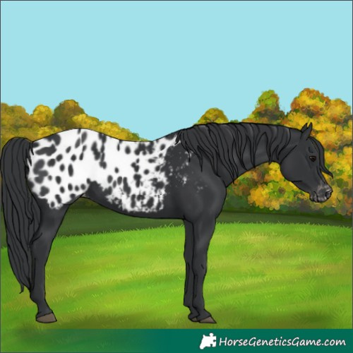 Horse Color:Black Blanket Rabicano