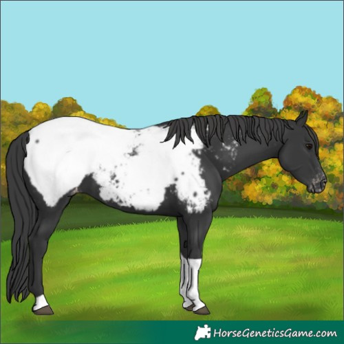 Horse Color:Black Tobiano Near Fewspot 