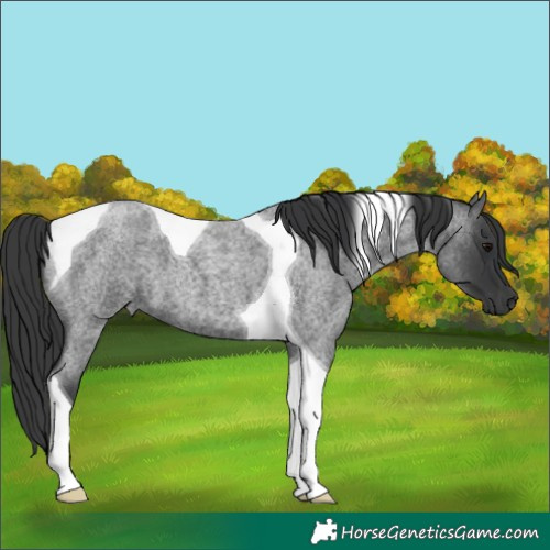 Horse Color:Blue Roan Tobiano