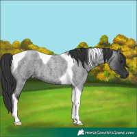 Horse Color:Blue Roan Tobiano