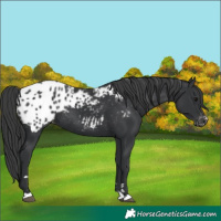 Horse Color:Black Blanket Rabicano