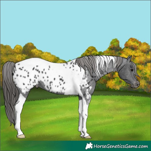 Horse Color:Black Tobiano Near Leopard