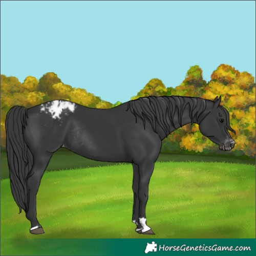 Horse Color:Black Varnish Rabicano 