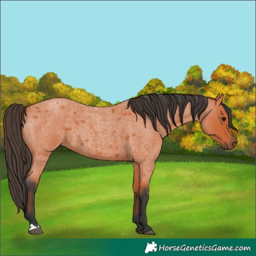 Horse Color:Bay Roan 