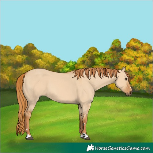 Horse Color:Red Dun 