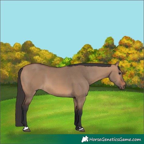Horse Color:Bay Dun 