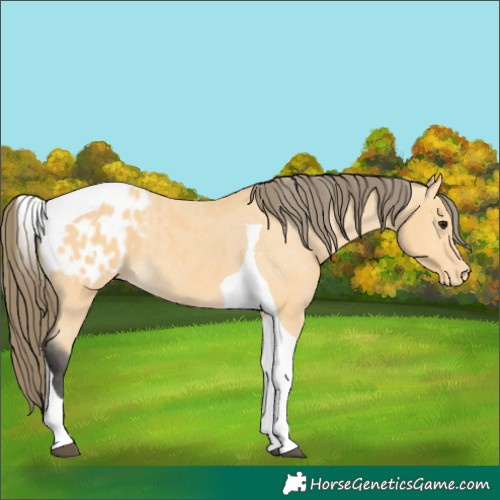 Horse Color:Buckskin Tobiano Blanket 