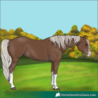 Horse Color:Silver Black Splash 