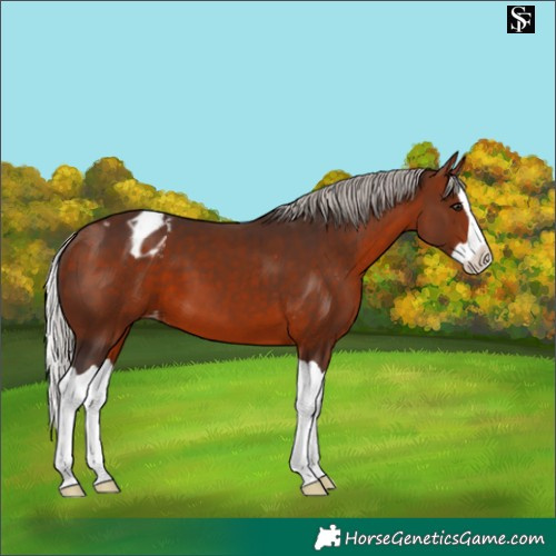 Horse Color:Silver Brown Splash Appaloosa 