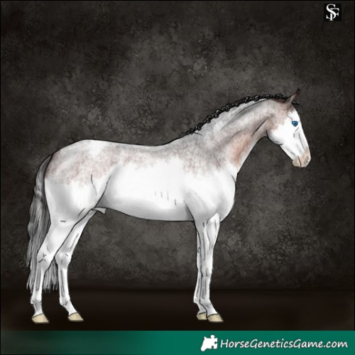 Horse Color:Brown Roan Splash Appaloosa 