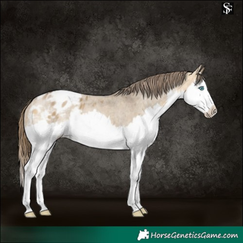 Horse Color:Buckskin Dun Sabino Splash Blanket 