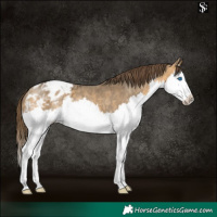 Horse Color:Buckskin Dun Sabino Splash Appaloosa 