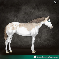 Horse Color:Buckskin Dun Sabino Splash Blanket 