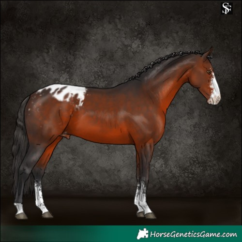 Horse Color:Brown Sabino Varnish 