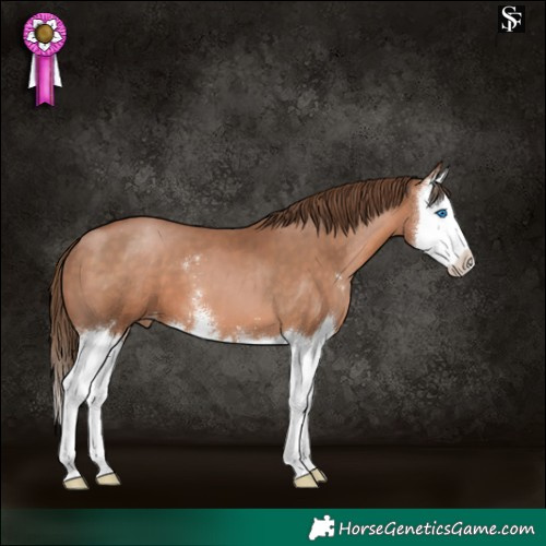 Horse Color:Brown Pearl Sabino Splash Appaloosa 