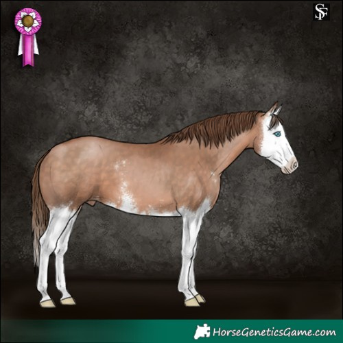 Horse Color:Brown Pearl Sabino Splash Appaloosa 