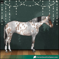 Horse Color:Bay Roan  and Amber Champagne Roan Appaloosa 