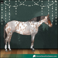 Horse Color:Bay Roan  and Amber Champagne Roan Appaloosa 