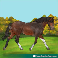 Horse Color:Bay Tobiano 