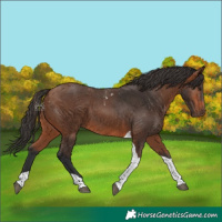 Horse Color:Bay Tobiano 