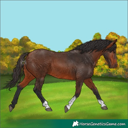 Horse Color:Bay Tobiano