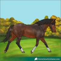Horse Color:Bay Tobiano 