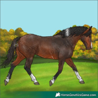 Horse Color:Bay Tobiano 