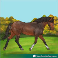 Horse Color:Bay Tobiano 
